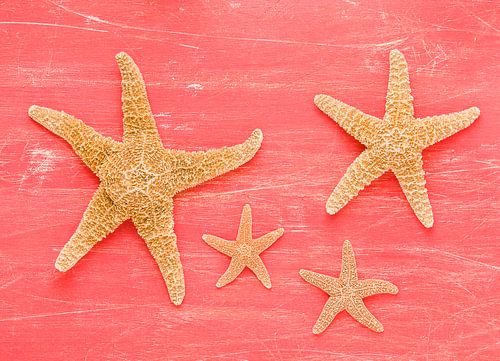 Vier zeesterren op een oude rode plank