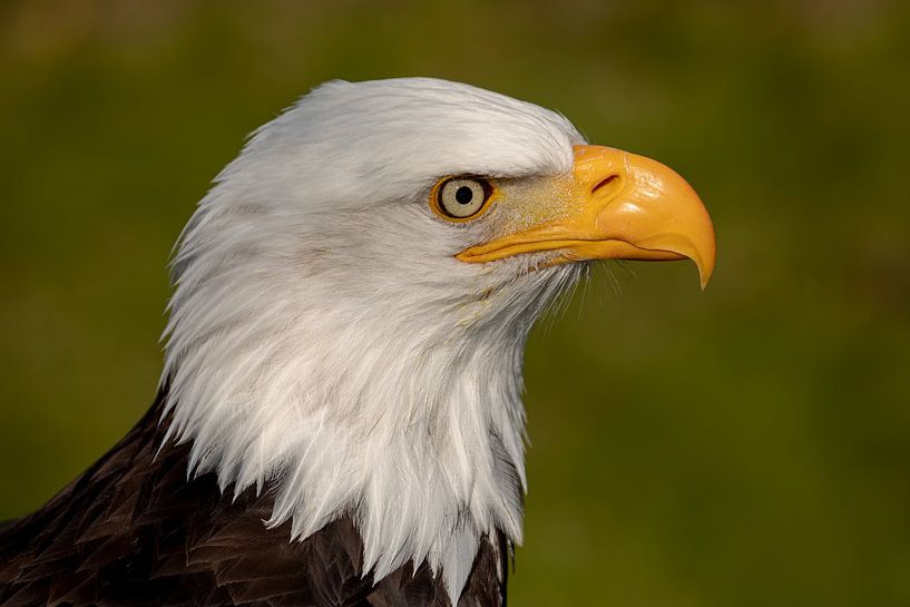 American bald eagle by Tanja van Beuningen