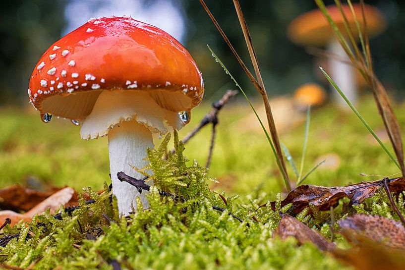 L'agaric moucheté sous la pluie par Linda Lu