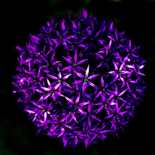 Giant Purple Alium