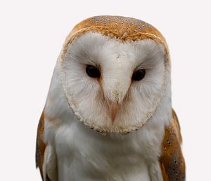 Portrait Schleiereule