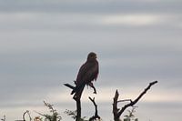 Roofvogel op tak in Zuid-Afrika
