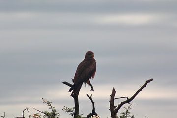 Roofvogel op tak in Zuid-Afrika van Capture the Moment 010