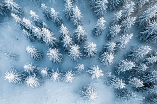 Forêts couvertes de neige
