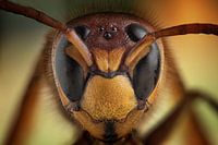 Hornet