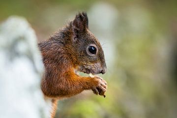 Eichhörnchen von Alena Holtz
