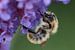 Hommeltje op bloem van vlinderstruik van Cor de Hamer