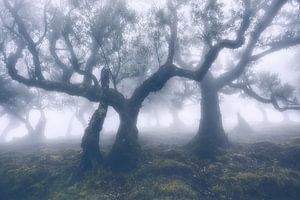In the fairy forest of Fanal - Madeira mystical by Rolf Schnepp