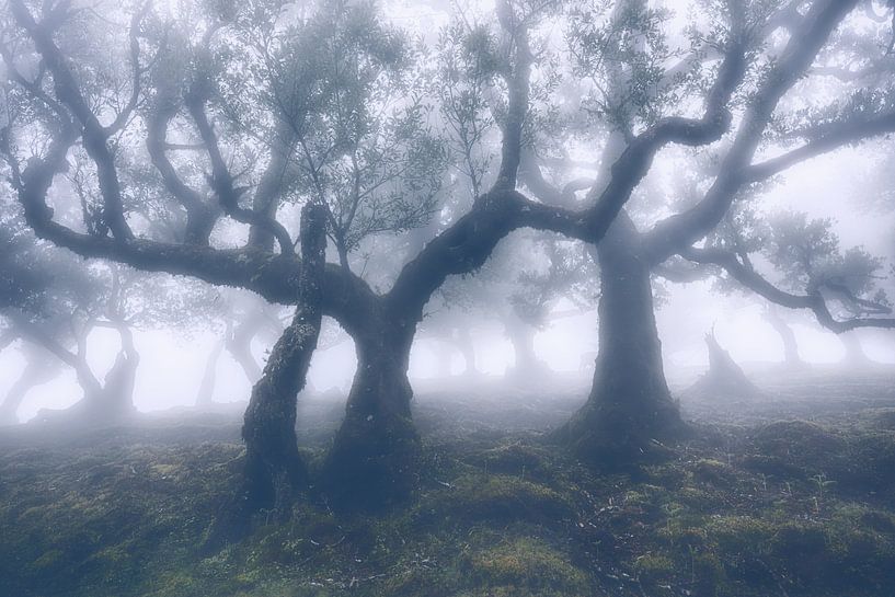 In the fairy forest of Fanal - Madeira mystical by Rolf Schnepp