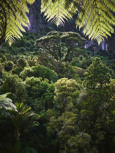 Een doorkijkje in het groen.