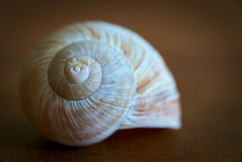 Gros plan sur un escargot