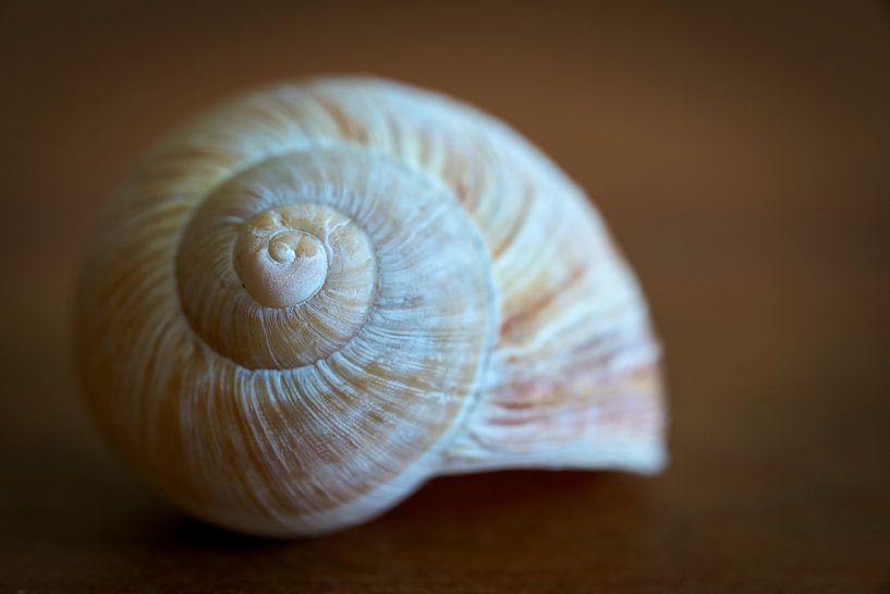 Close-up of a snail by Heiko Kueverling