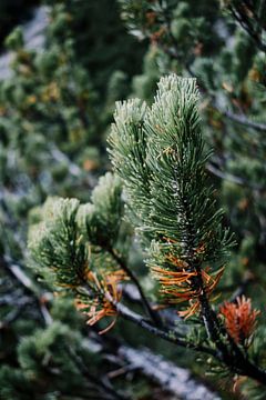 Tannenbaum von Smollie Travel Photography