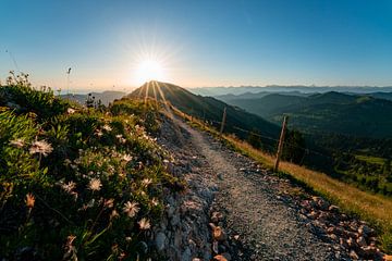 Sonnenaufgang am Hochgrat mit schönen Blumen und dem Wanderweg von Leo Schindzielorz