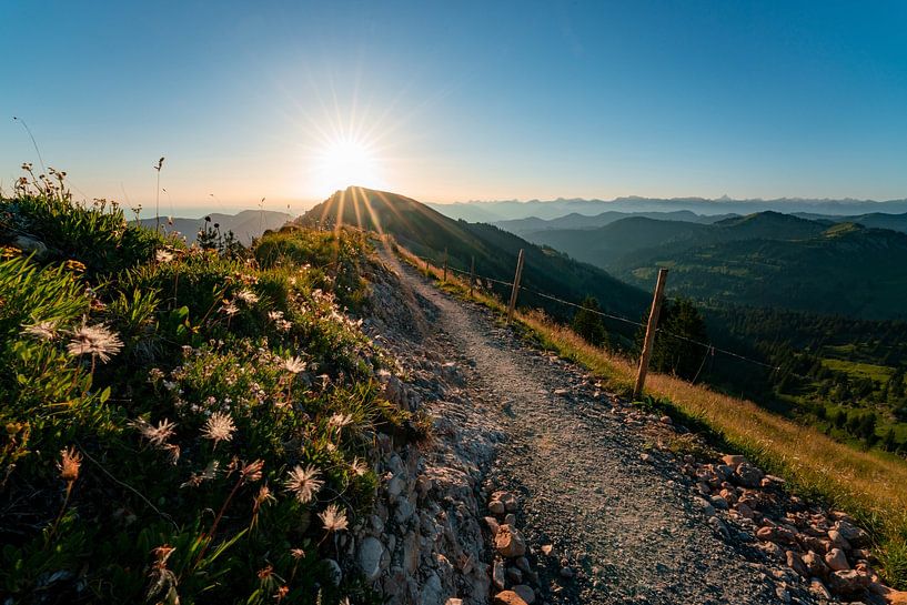 Sunrise on the Hochgrat with beautiful flowers and the hiking trail by Leo Schindzielorz