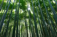 Arashiyama Bamboo Grove