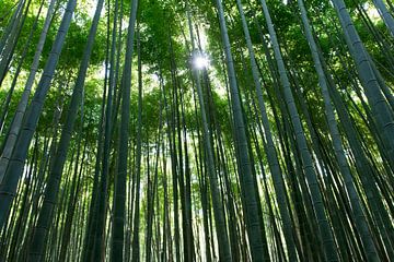Arashiyama Bamboo Grove von Koen van Tartwijk
