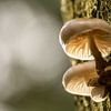 Illuminated mushrooms by SusanneV
