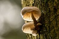 Illuminated mushrooms by SusanneV thumbnail