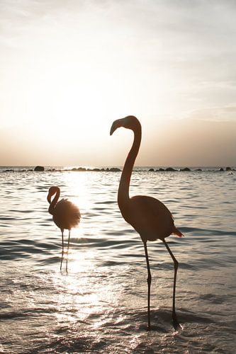 Flamingo's Bij Zonsondergang Op Aruba
