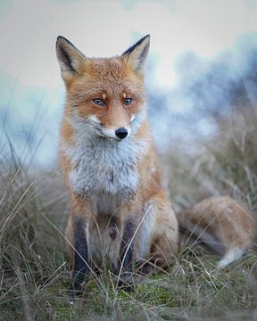 Male fox in winter by Tom Zwerver