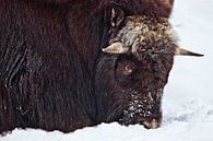 De près, la tête d'un rude bœuf musqué du nord, couverte de neige, est hivernale et froide. par Michael Semenov Aperçu