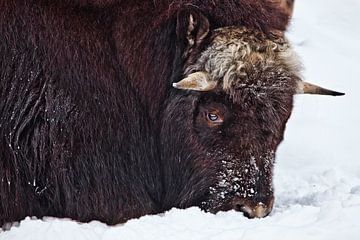 De kop van een harde noordse muskusos is dicht bij elkaar, bedekt met sneeuw en is winter en koud. van Michael Semenov