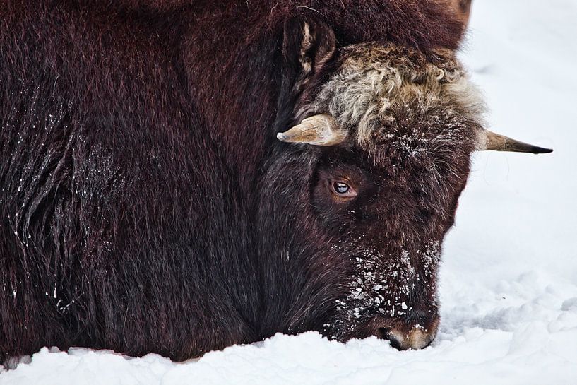 De près, la tête d'un rude bœuf musqué du nord, couverte de neige, est hivernale et froide. par Michael Semenov