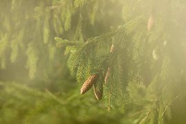 Golden Pinecones by William van Dijk