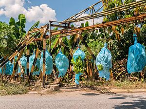 Los Amates: Bananenplantage