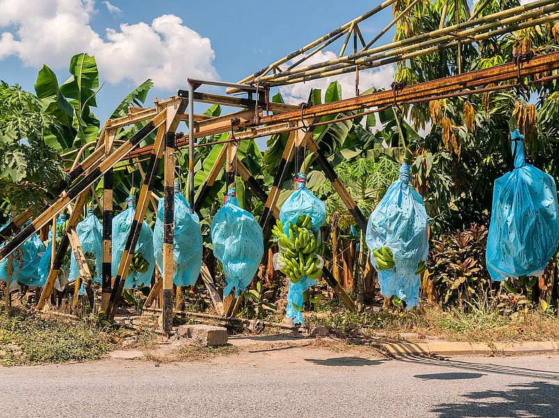Los Amates: Bananenplantage by Maarten Verhees