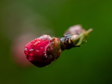 Pfirsichblüte von Martijn Wit