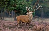 Red Deer von Menno Schaefer Miniaturansicht