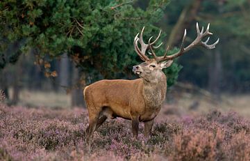 Red Deer by Menno Schaefer