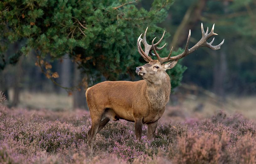 Red Deer von Menno Schaefer