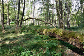 Liegender Baum im Wald von Stefan Dunkel Naturfotografie