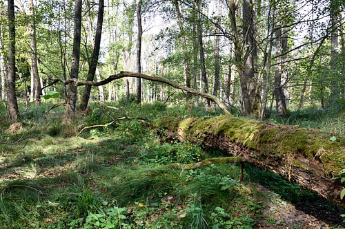 Omgevallen boom in het bos