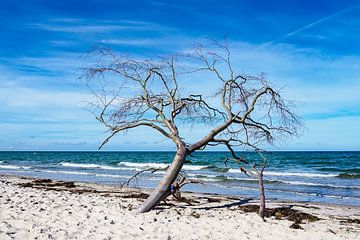 Tree on shore of the Baltic Sea sur Rico Ködder