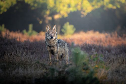Face to Face with the Wolf