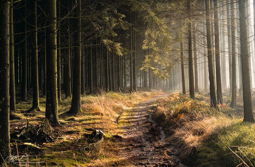 Wandelweg in laag zonlicht van Bart cocquart