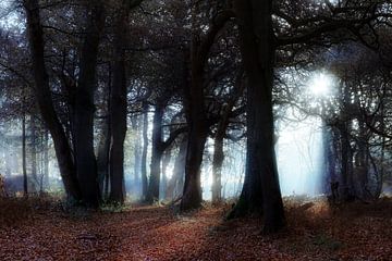 Blauw licht in het donkere bos