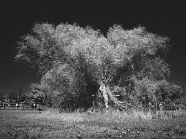 The Uprising of the Treefolk by Bas de Man