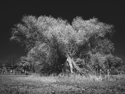 The Uprising of the Treefolk