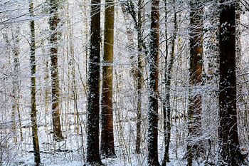WINTERSPROOKJE 3