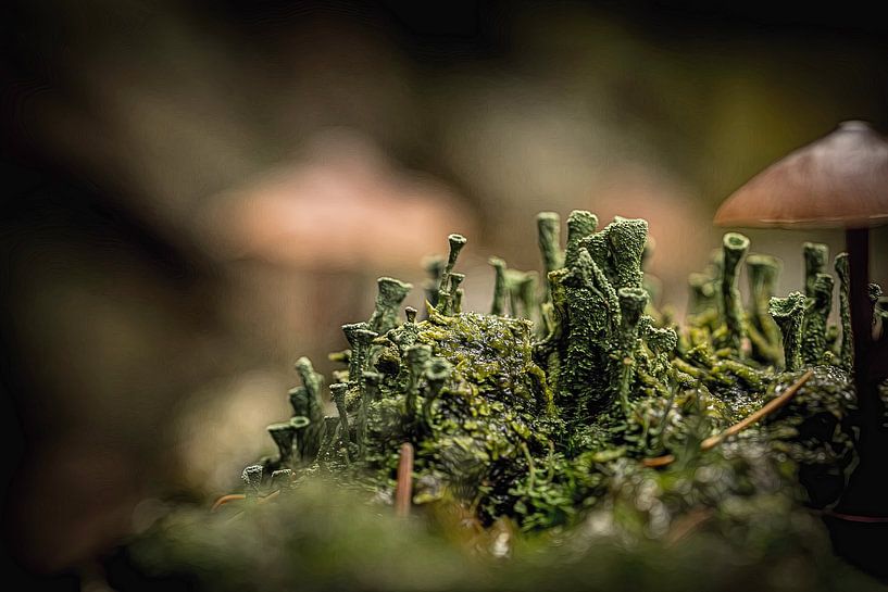 Cladonia by Hans Soowijl