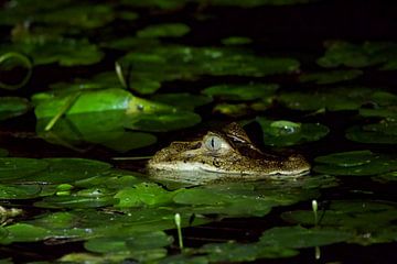 The Spectacle Cayman by Cynthia Vaders