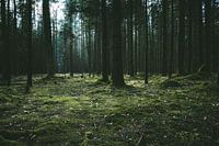 Wald