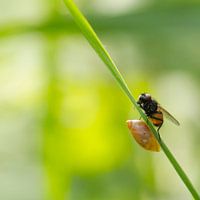Samen delen, een vlieg en een slakje op dezelfde groene grasspriet