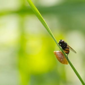 Samen delen, een vlieg en een slakje op dezelfde groene grasspriet