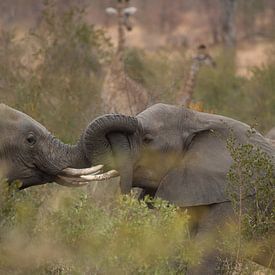 elephants by gj heinhuis